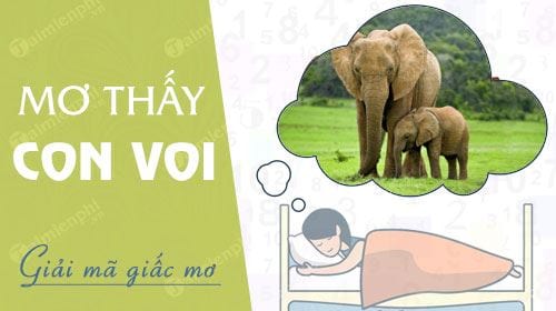 nam mo thay con voi voi ruot duoi voi vao nha cuoi voi