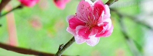 Top 10 ảnh bìa Facebook hoa đào đẹp