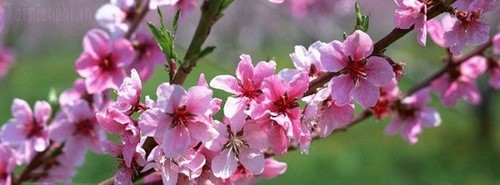 Hoa đào là biểu tượng của sự may mắn, phú quý và tình yêu. Hãy xem hình ảnh này để ngắm nhìn sự đẹp của loài hoa đặc trưng của mùa xuân châu Á.