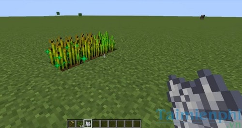 Cách làm ruộng trồng lúa mì trong game Minecraft