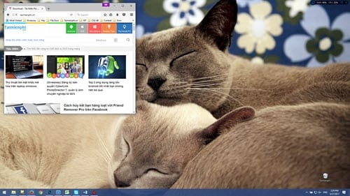 Tải bộ giao diện, hình nền động vật đẹp nhất dành cho Windows 10, 8, 7