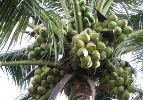 Tả cây dừa