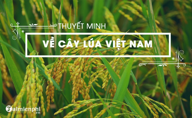 Thuyết minh về cây lúa Việt Nam 3