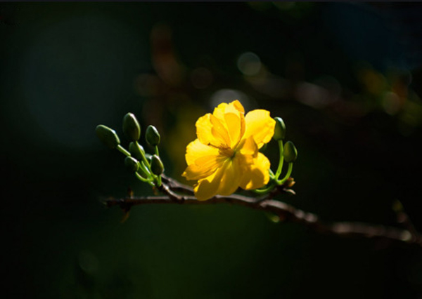 Hình ảnh hoa mai vàng đẹp đón tết