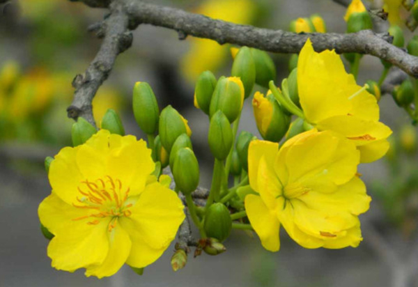 Hình ảnh hoa mai vàng đẹp đón tết | Z photos