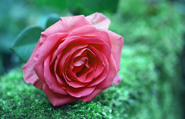 Hình nền hoa hồng đẹp