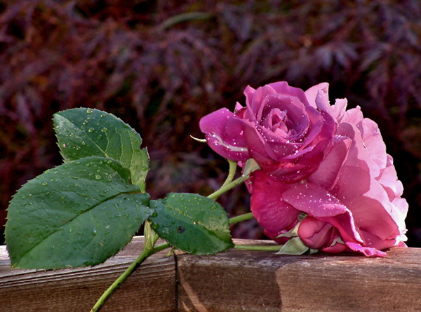 Bạn cần một hình nền đẹp và tinh tế cho thiết bị của mình? Hãy thử ngay hình nền hoa hồng đẹp nhất, đưa bạn vào thế giới của những đóa hoa hồng thật tuyệt vời và đầy sức sống.