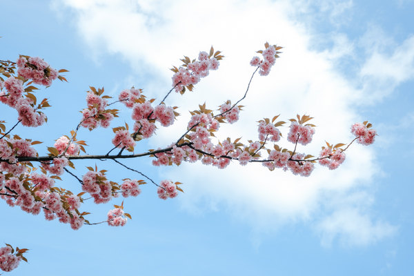 Image of flowers and knives to buy xuan