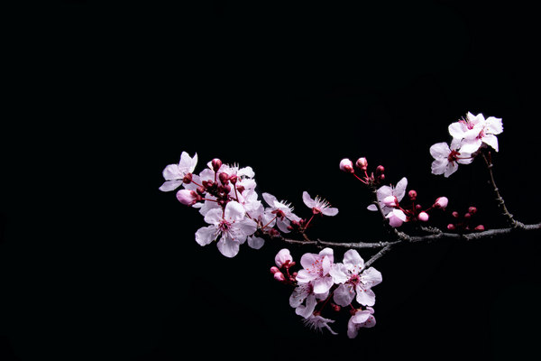 Background of cherry blossoms