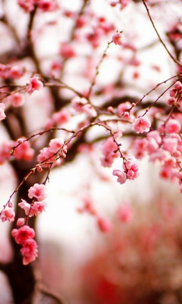 Cherry blossom wallpaper