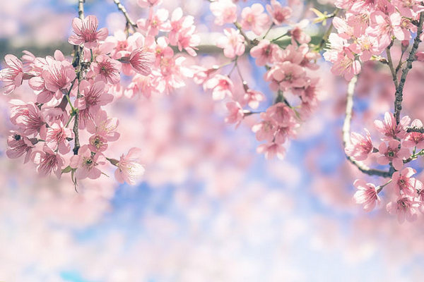 Background flowers and whips