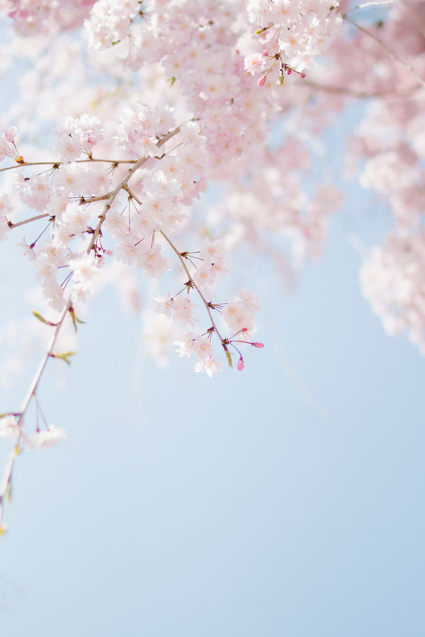 Flower wallpaper, apricot blossom, tet, right tet