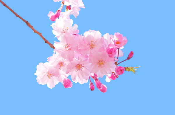 Flower background tet