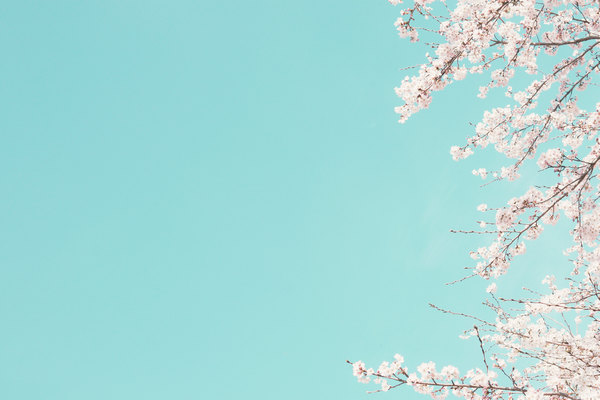 Cherry blossom wallpaper