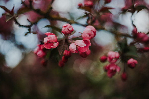 Background of cherry blossoms