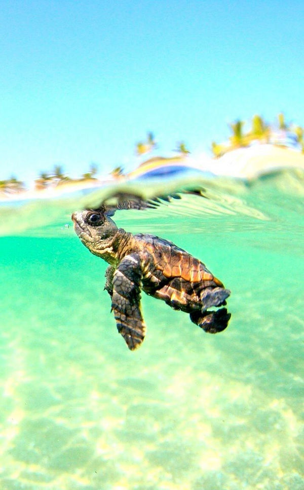 Baby Turtles Wallpaper