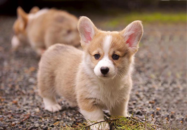 Chó Husky cute đại Ngáo dễ thương đáng yêu khó cưỡng