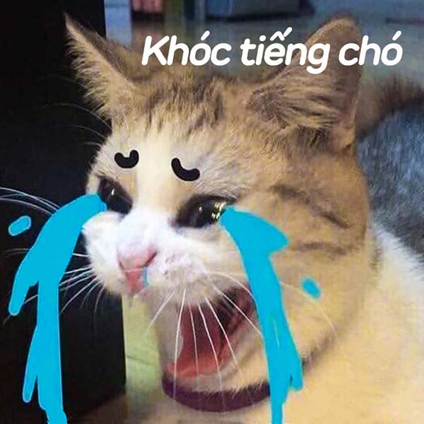 Meme Mèo Khóc ảnh mèo khóc hài hước QuanTriMangcom