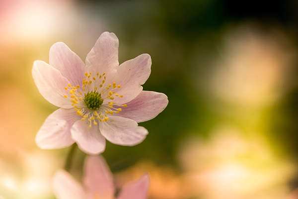 Hình ảnh mùa xuân đẹp rực rỡ nhất tràn đầy sức sống