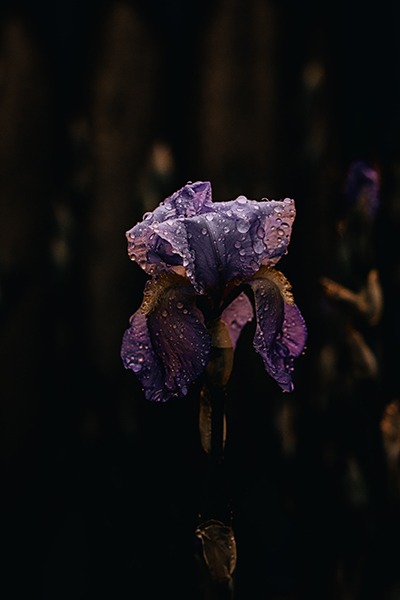 Hinh nen cute anime girl