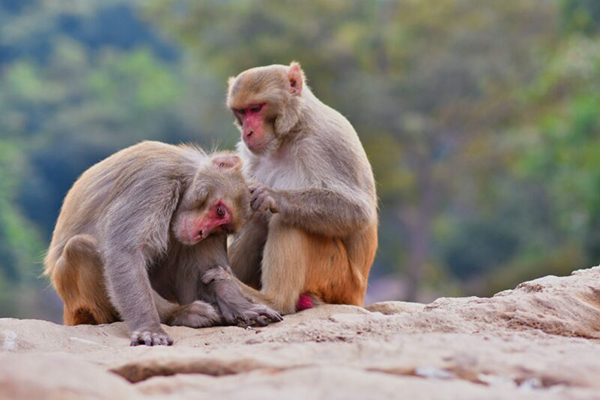 Bức ảnh con khỉ chu mỏ đáng yêu này khiến ai cũng phải mắt long lanh. Hãy xem và tận hưởng thứ niềm vui tinh thần đáng giá mà chúng mang lại.
