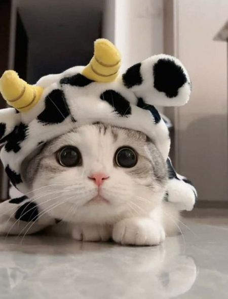 Mèo Siêu Cute Phong Cách Ngộ Nghĩnh Avatar Mèo Dành Cho Facebook Và Zalo