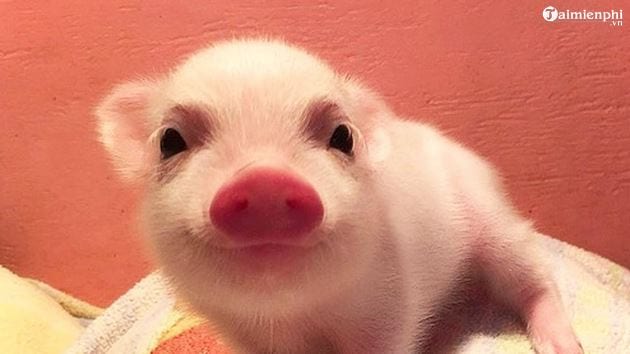 Hình ảnh Con Lợn Con Heo đẹp Cho Năm Mới