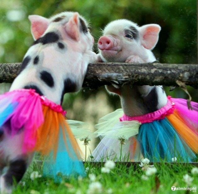 Hình ảnh con lợn, con heo đẹp cho năm mới