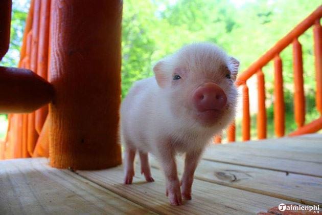 Hình ảnh hình nền con lợn cute dễ thương nhất