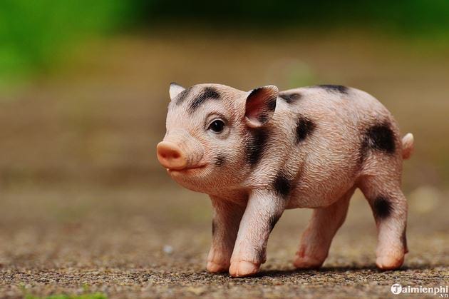 Hình Ảnh Con Lợn, Con Heo Đẹp Cho Năm Mới 2019