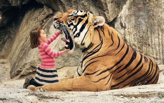 Khám phá nhiều hơn 99 hình ảnh đẹp về con hổ mới nhất  Tin Học Vui