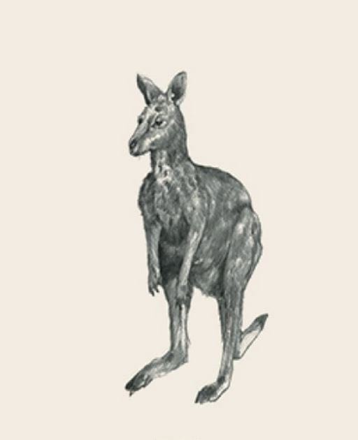 pic animal 4d kangaroo