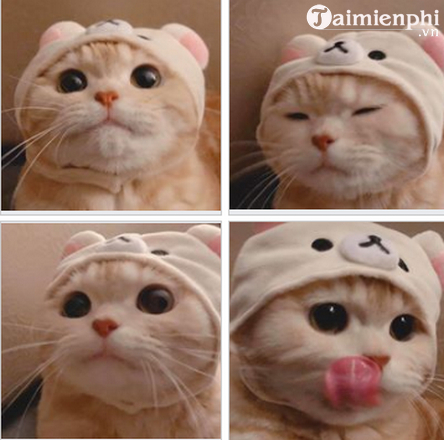 Mlem mlem mlem mlem  Những ảnh mèo cute góp nhặt từ internet  Facebook
