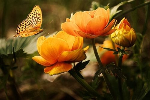 Cập nhật nhiều hơn 101 hình nền các loài hoa đẹp nhất hay nhất  Tin học  Đông Hòa