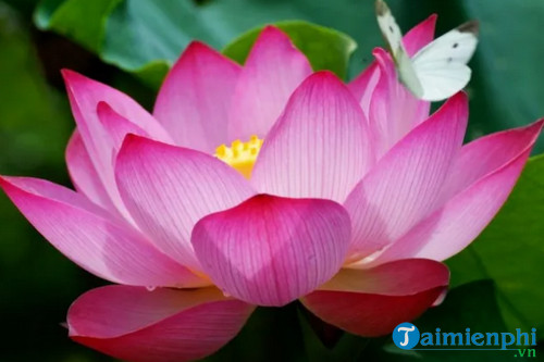 Hãy đến Hà Nội để chụp ảnh hoa sen tuyệt đẹp, tạo nên những bức ảnh độc đáo và tuyệt vời cho kỷ niệm. Là biểu tượng của sự thanh thoát và thanh tịnh, hoa sen sẽ mang đến cho bạn sự bình yên và thư thái khi nhìn ngắm.