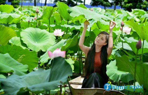 Địa chỉ chụp ảnh hoa sen ở Hà Nội