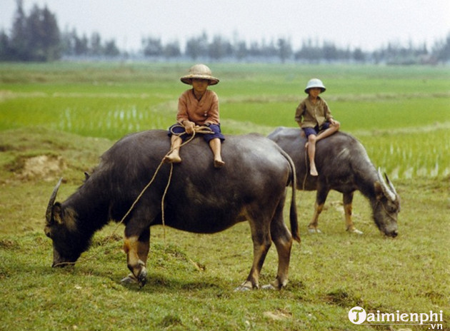 Hình nền con trâu cho máy tính