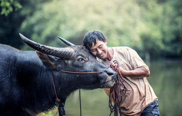 Hình nền con trâu cho máy tính