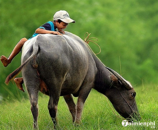 99 Hình ảnh Con Trâu đẹp Hiền Lành Và Cute Nhất 2022