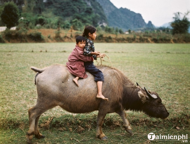 Hình nền con trâu cho máy tính