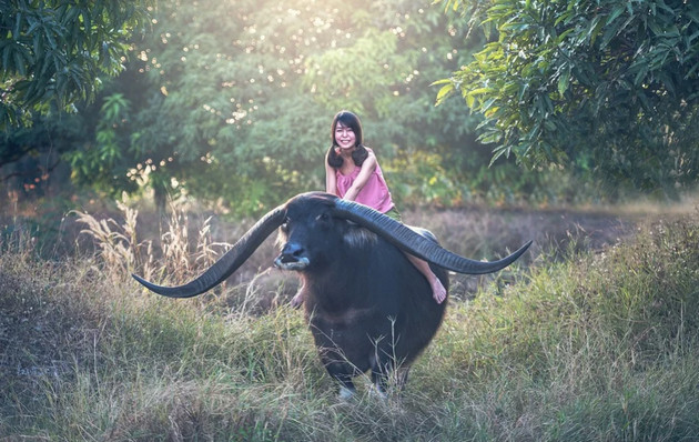 Hình nền con trâu cho máy tính