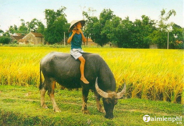 Top 50 hình ảnh và hình nền con trâu vàng làm bức thiệp chúc đầy ý nghĩa |  Thiệp, Trâu, Làm thiệp