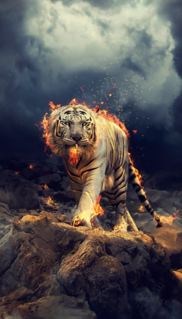 20 Hình ảnh con hổ 3D ảnh hổ đẹp cute dễ thương  METAvn