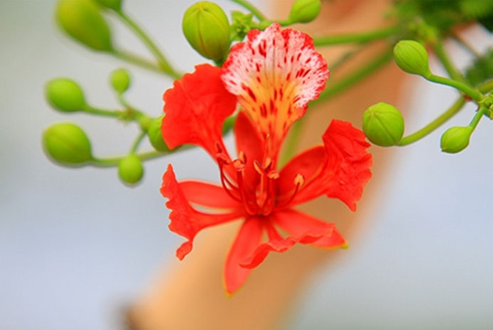 Hinh chao thang 4 dep ruc ro sinh dong nhat