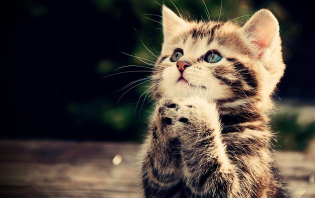 Tìm hiểu nhiều hơn 100 hình nền mèo ú mới nhất  POPPY
