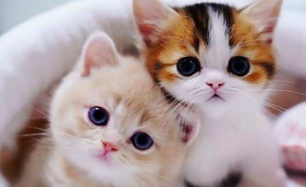 Top 40 hình ảnh mèo con kute đáng yêu nhất thế giới  Trung Tâm Anh Ngữ  Quốc Tế ISEC Đà Nẵng