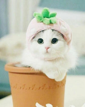 hinh meo cute ve